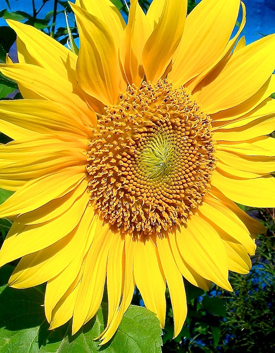 sunflower-pd-smaller